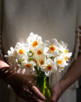 Narcisky